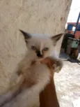 Filhotes da Gatinha