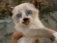 Filhotes da Gatinha