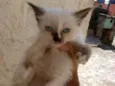 Filhotes da Gatinha