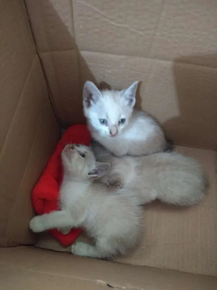 Gato raça  idade Abaixo de 2 meses nome Não tem nome 