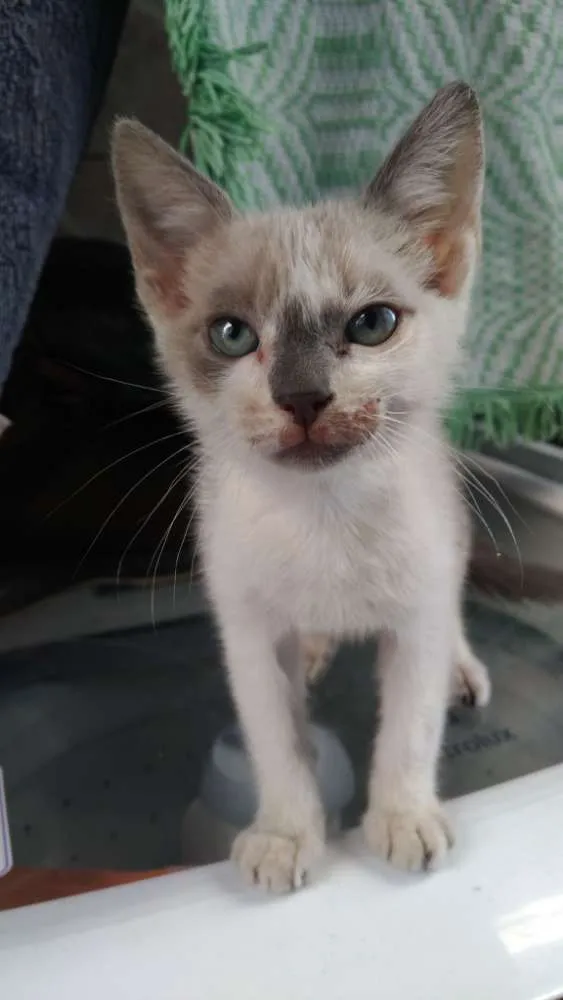 Gato ra a Vira lata  idade 2 a 6 meses nome Pitty