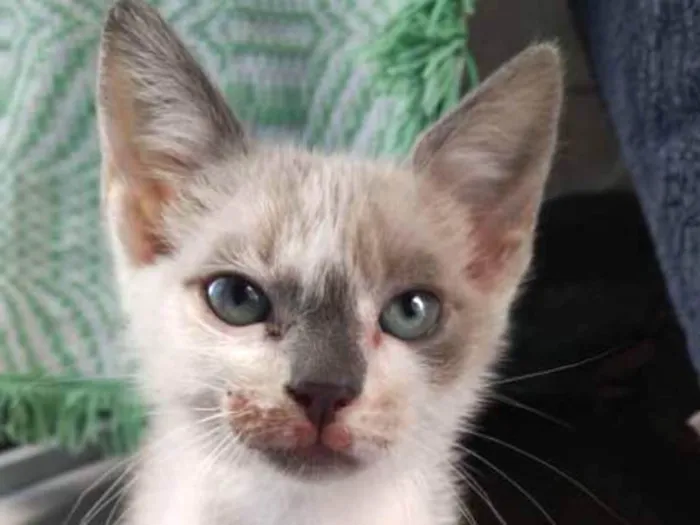 Gato ra a Vira lata  idade 2 a 6 meses nome Pitty