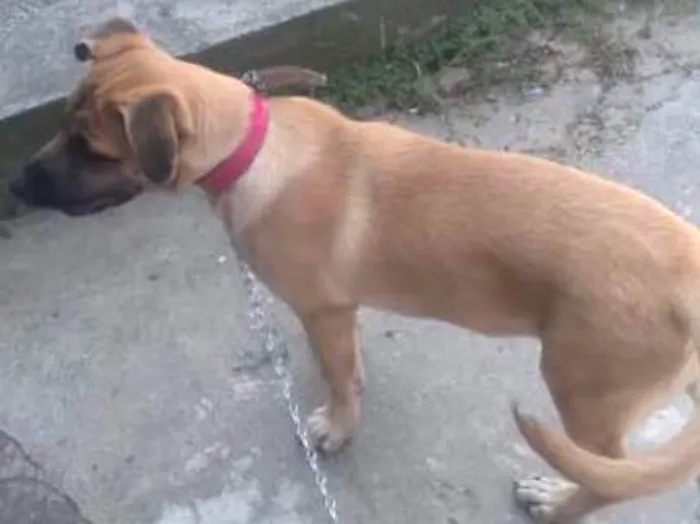 Cachorro ra a Não definida idade 2 a 6 meses nome Belinha