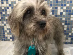 Cachorro raça Srd idade 3 anos nome Bartholomeu