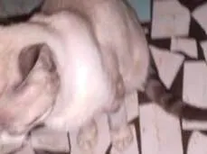 Gato raça Siamês  idade 7 a 11 meses nome Cansado