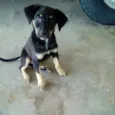 SHEILA
