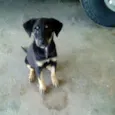 SHEILA
