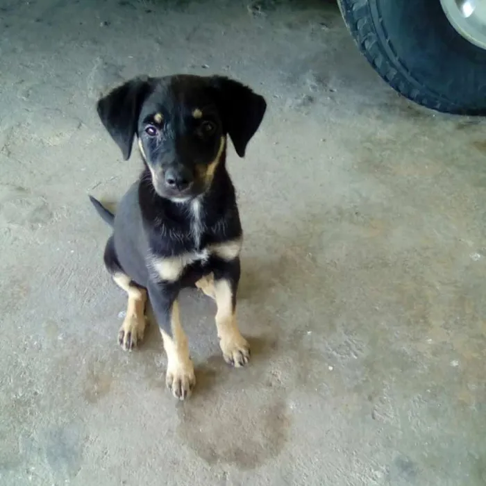 Cachorro ra a SRD idade 2 a 6 meses nome SHEILA