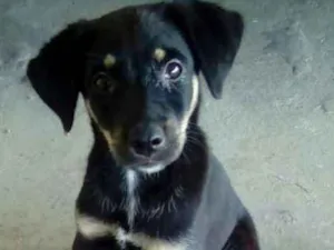 Cachorro raça SRD idade 2 a 6 meses nome SHEILA