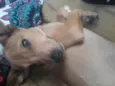 Sheik