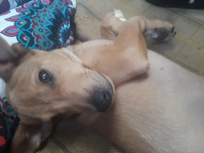 Cachorro raça Misturado idade 2 a 6 meses nome Sheik
