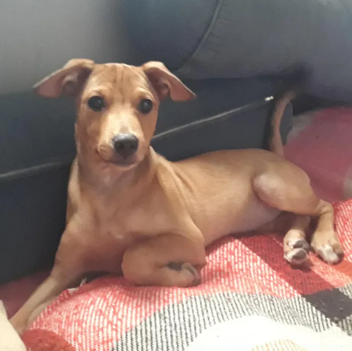 Cachorro raça Misturado idade 2 a 6 meses nome Sheik