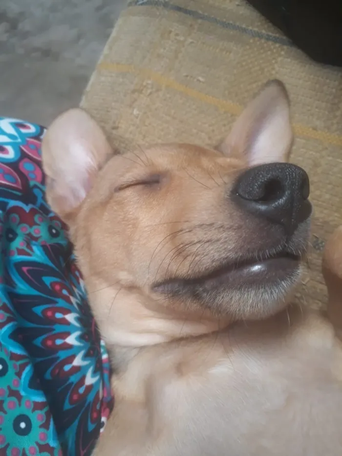 Cachorro raça Misturado idade 2 a 6 meses nome Sheik