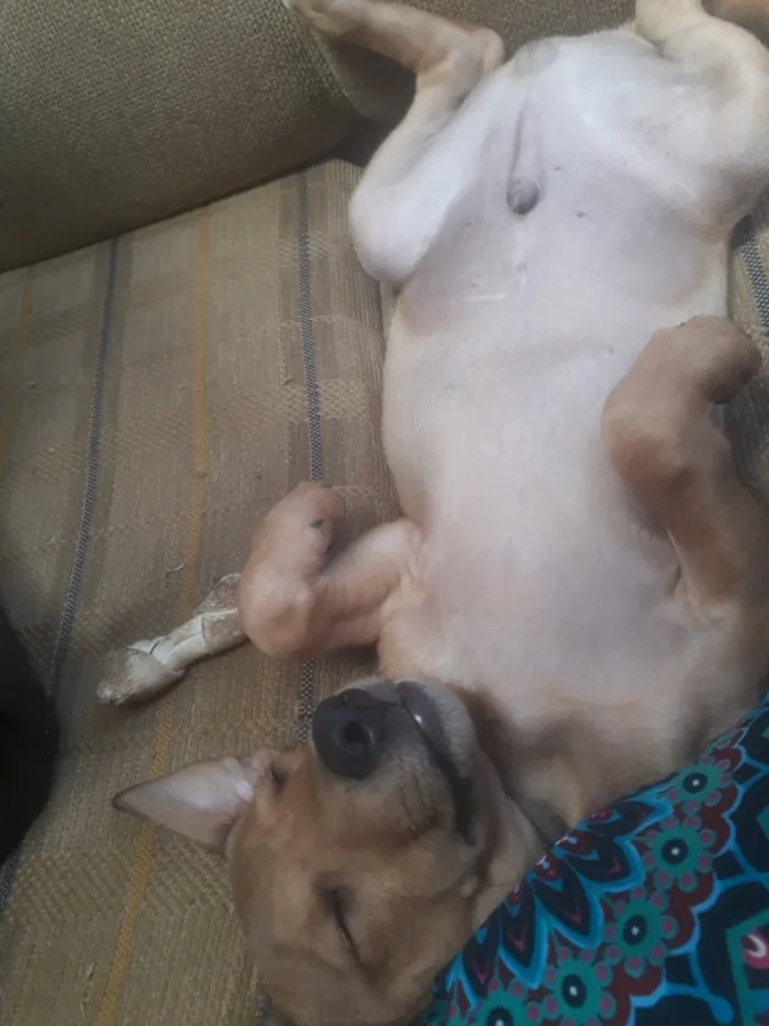 Cachorro raça Misturado idade 2 a 6 meses nome Sheik