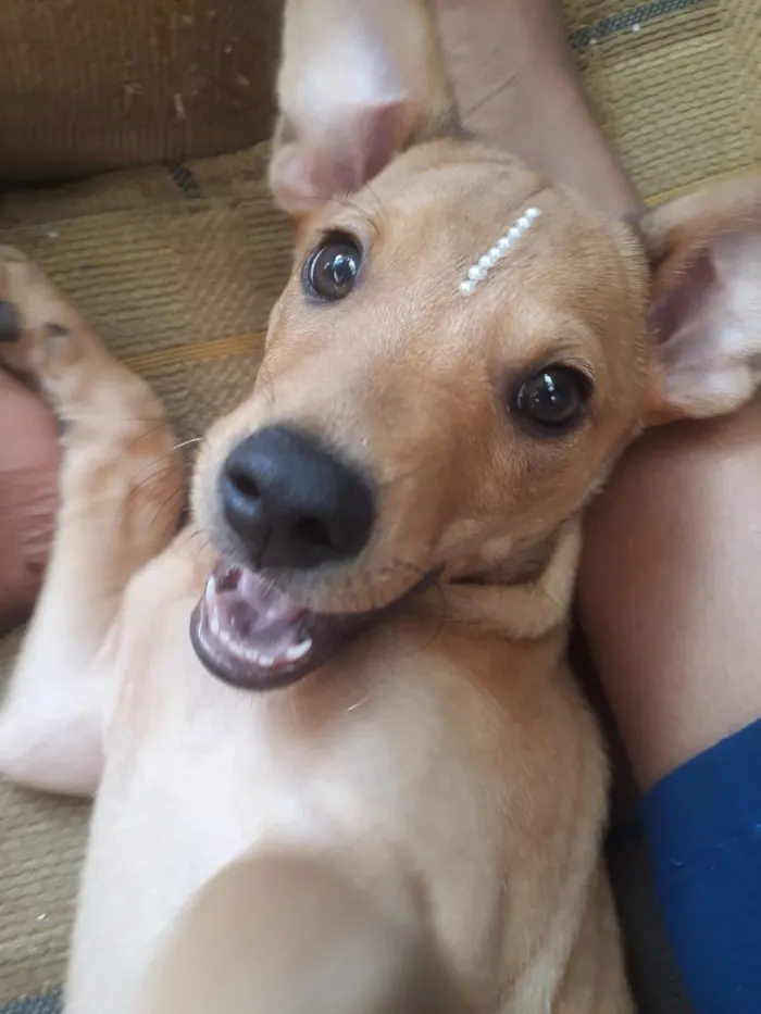 Cachorro raça Misturado idade 2 a 6 meses nome Sheik