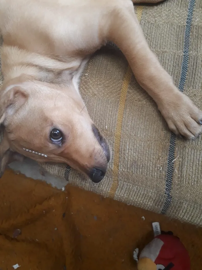 Cachorro raça Misturado idade 2 a 6 meses nome Sheik