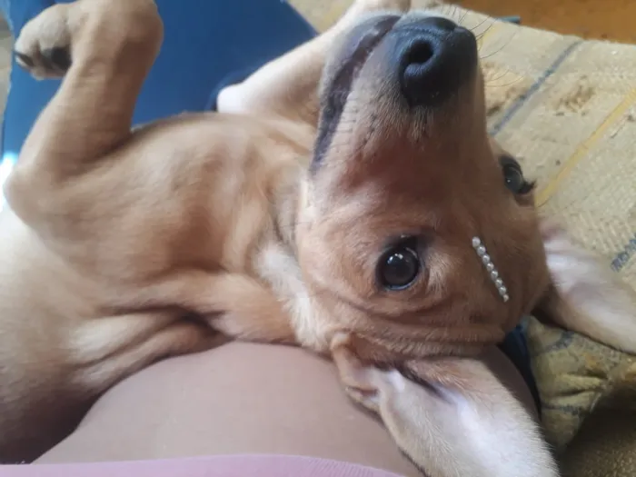 Cachorro raça Misturado idade 2 a 6 meses nome Sheik