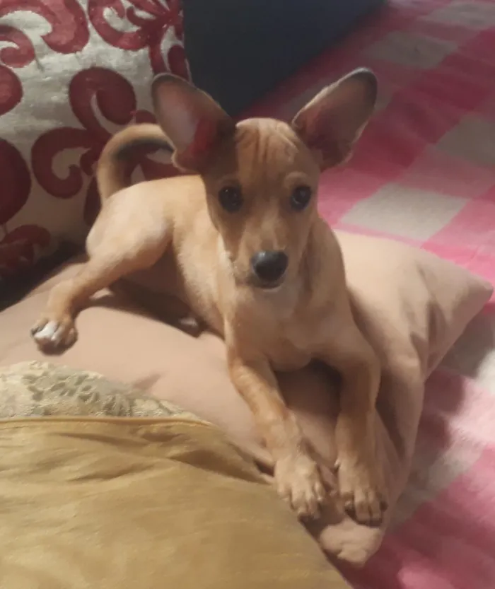 Cachorro raça Misturado idade 2 a 6 meses nome Sheik