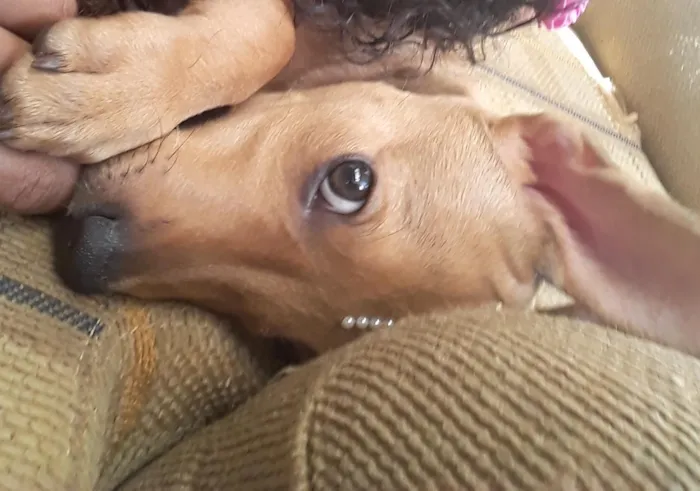 Cachorro raça Misturado idade 2 a 6 meses nome Sheik