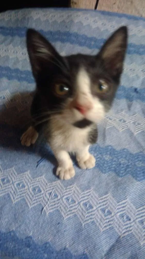 Gato ra a Vira-lata idade 2 a 6 meses nome Enzo