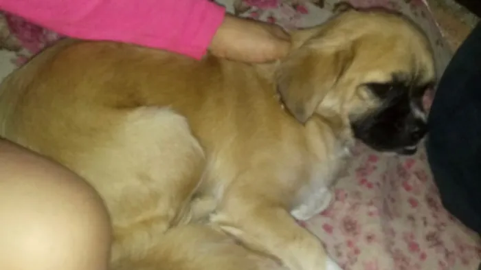 Cachorro ra a Pequinês  idade 7 a 11 meses nome Nina