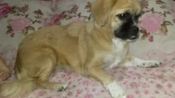 Cachorro ra a Pequinês  idade 7 a 11 meses nome Nina