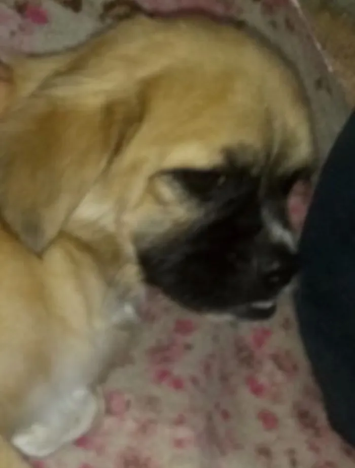 Cachorro ra a Pequinês  idade 7 a 11 meses nome Nina