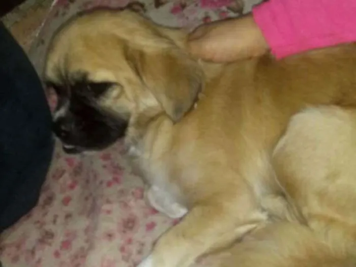 Cachorro ra a Pequinês  idade 7 a 11 meses nome Nina