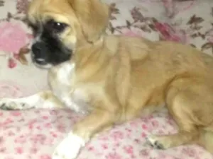 Cachorro raça Pequinês  idade 7 a 11 meses nome Nina