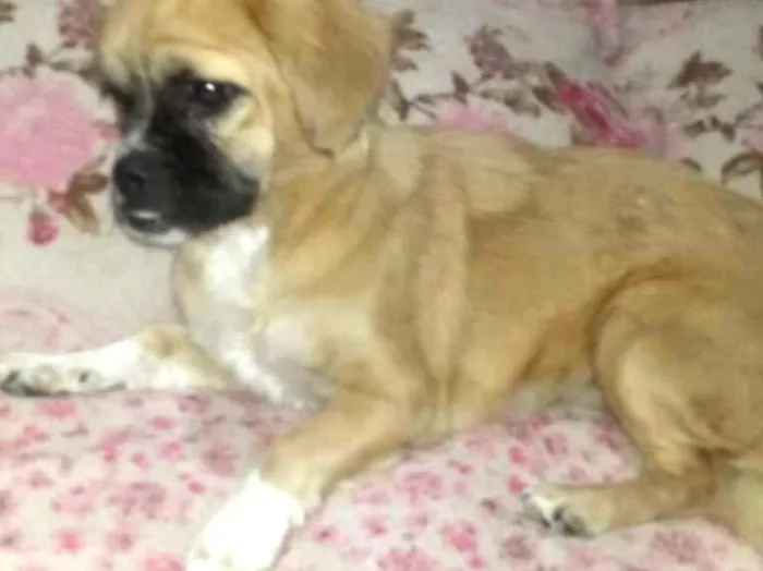 Cachorro ra a Pequinês  idade 7 a 11 meses nome Nina