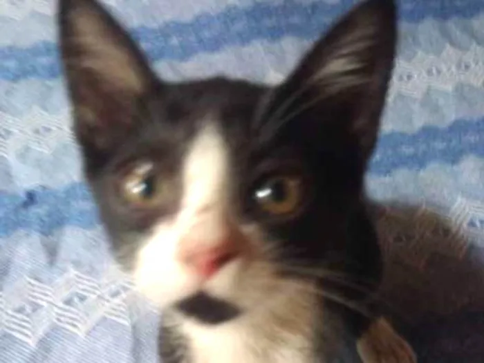 Gato ra a Vira-lata idade 2 a 6 meses nome Enzo