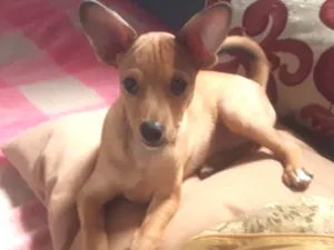 Cachorro raça Misturado idade 2 a 6 meses nome Sheik