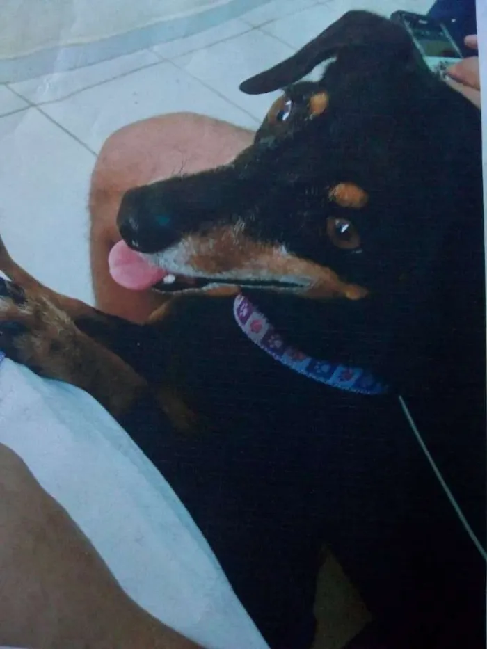 Cachorro ra a Daschund(salsicha) idade 5 anos nome Nina