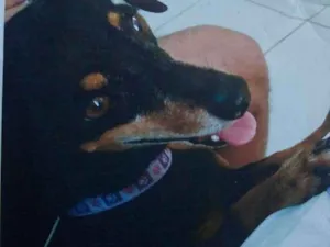 Cachorro raça Daschund(salsicha) idade 5 anos nome Nina