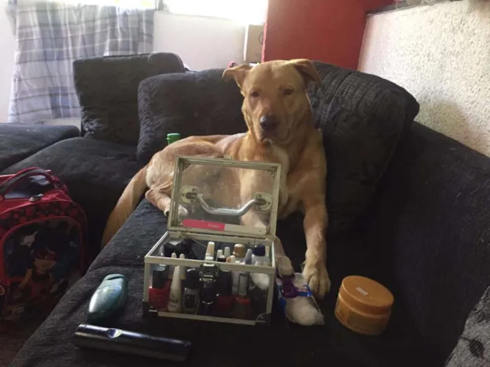 Cachorro ra a Mestiço de Labrador com Golden idade 7 a 11 meses nome Baruki