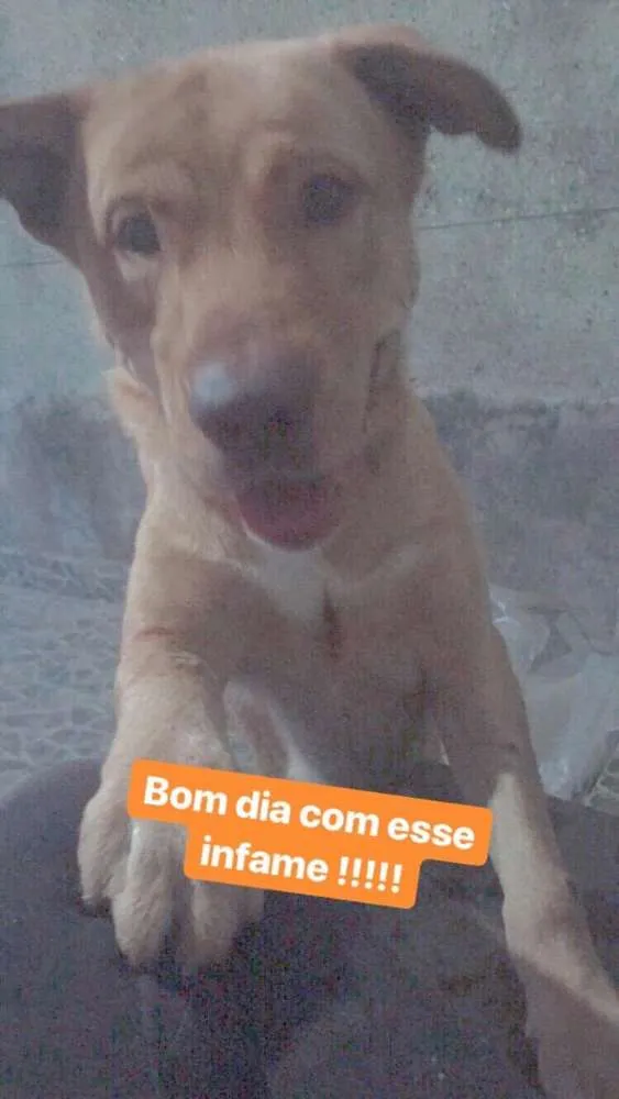 Cachorro ra a Mestiço de Labrador com Golden idade 7 a 11 meses nome Baruki