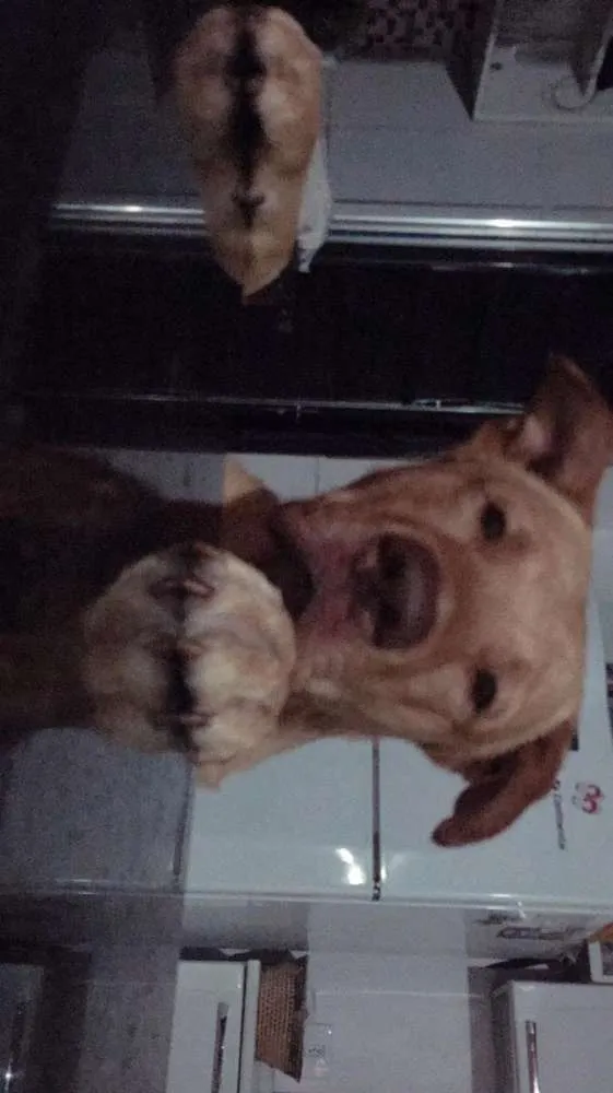 Cachorro ra a Mestiço de Labrador com Golden idade 7 a 11 meses nome Baruki