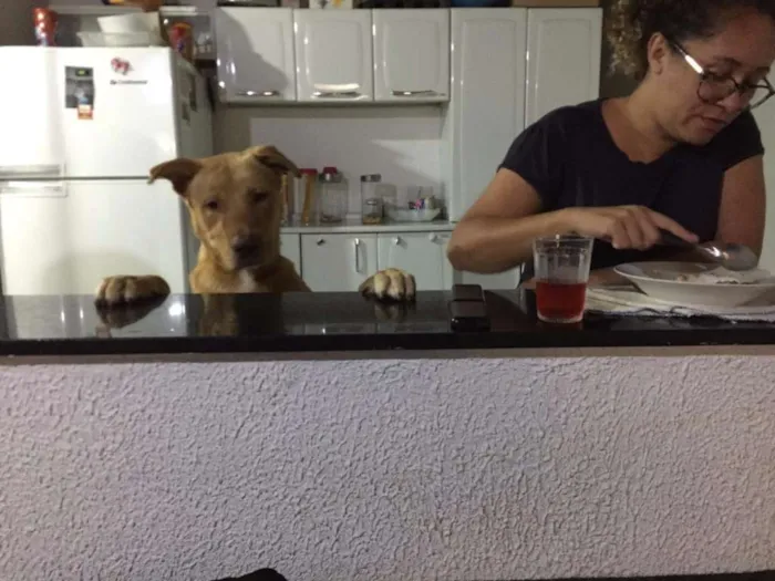 Cachorro ra a Mestiço de Labrador com Golden idade 7 a 11 meses nome Baruki