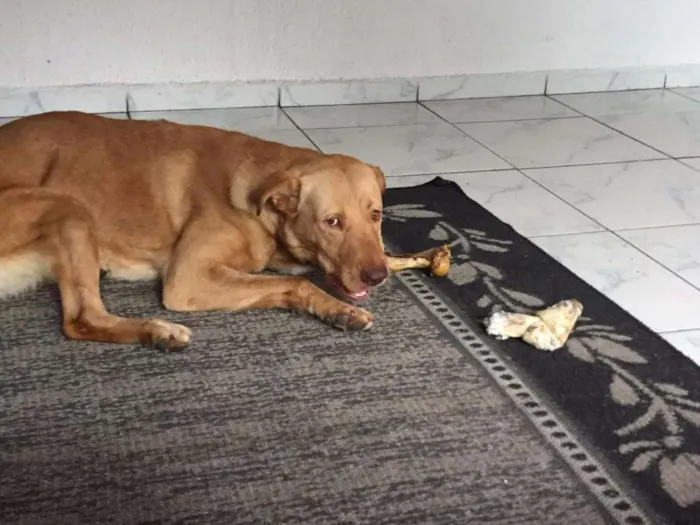 Cachorro ra a Mestiço de Labrador com Golden idade 7 a 11 meses nome Baruki