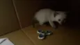 Plutão 