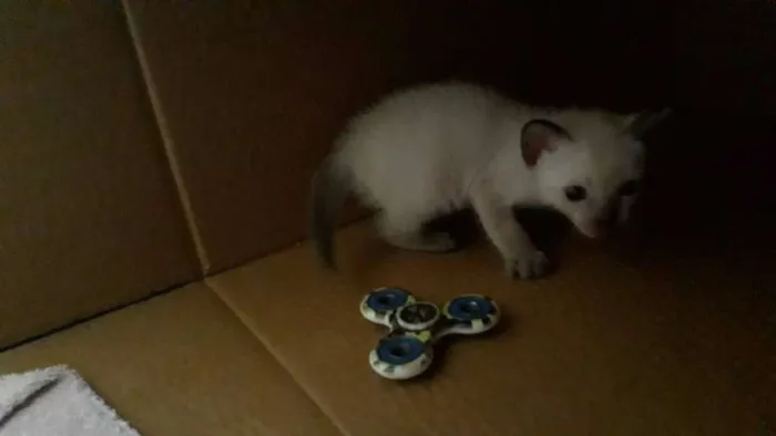 Gato raça  idade Abaixo de 2 meses nome Plutão 