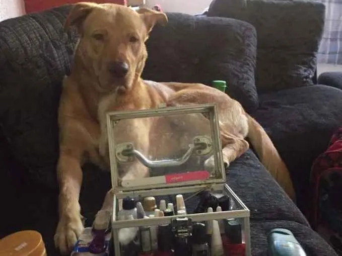 Cachorro ra a Mestiço de Labrador com Golden idade 7 a 11 meses nome Baruki