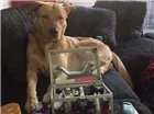 Cachorro raça Mestiço de Labrador com Golden idade 7 a 11 meses nome Baruki