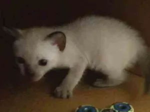 Gato raça  idade Abaixo de 2 meses nome Plutão 