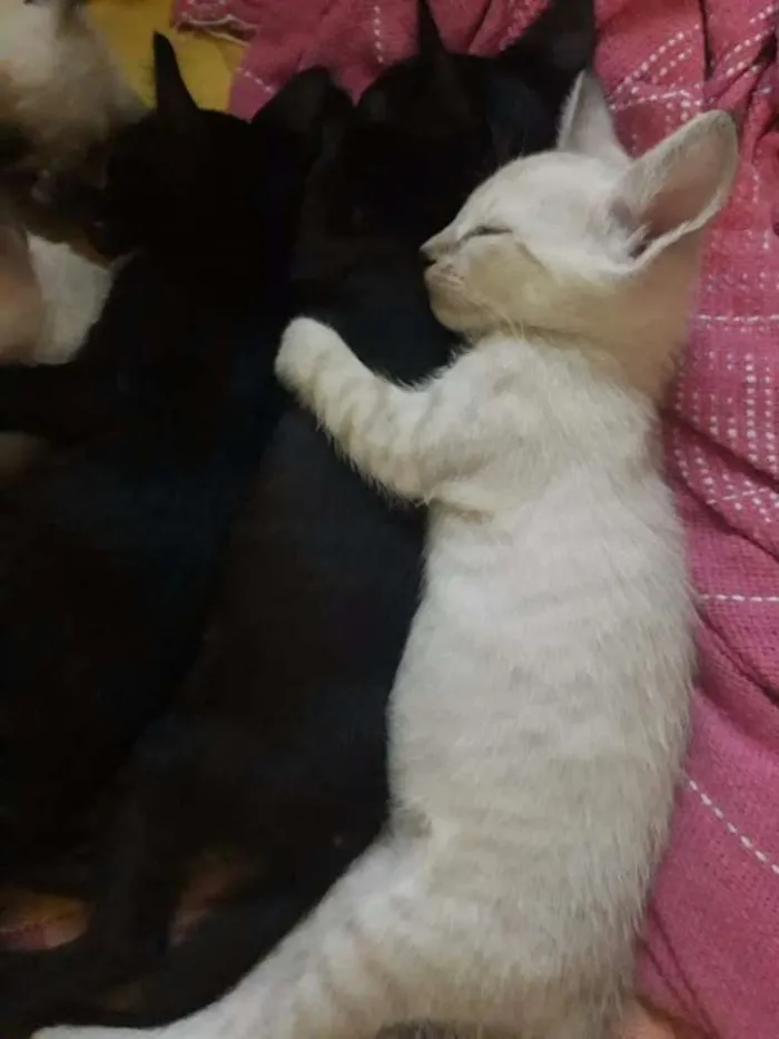 Gato raça  idade Abaixo de 2 meses nome Plutão 