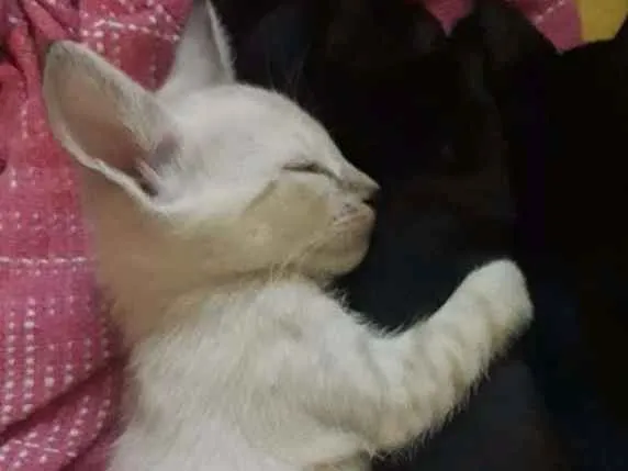 Gato raça  idade Abaixo de 2 meses nome Plutão 
