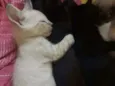 Plutão 