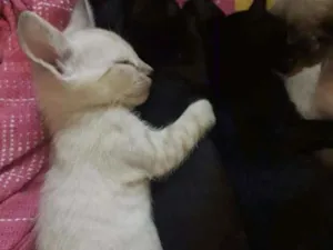 Gato raça  idade Abaixo de 2 meses nome Plutão 