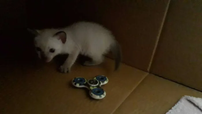 Gato raça  idade Abaixo de 2 meses nome Plutão 