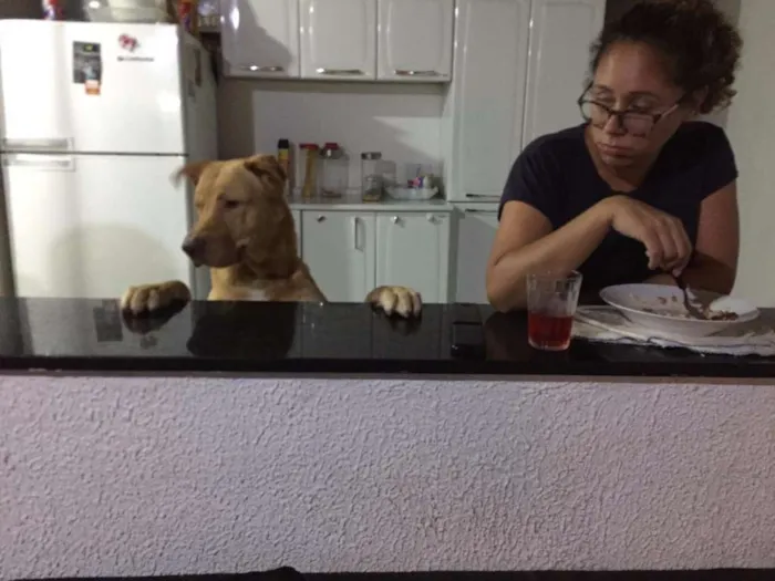 Cachorro ra a Mestiço de Labrador com Golden idade 7 a 11 meses nome Baruki